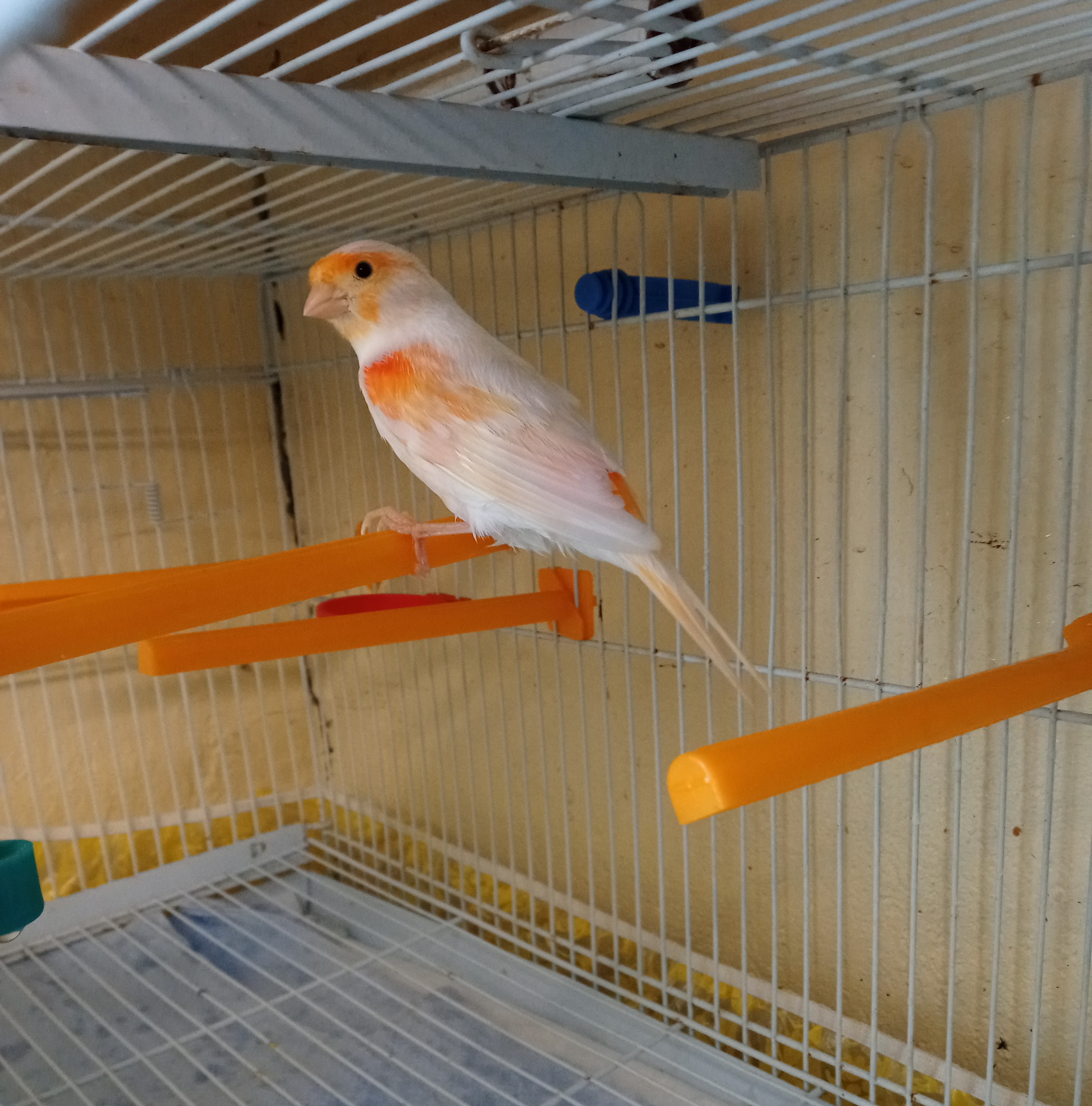 Gallery Oxford Small Pet Boarding