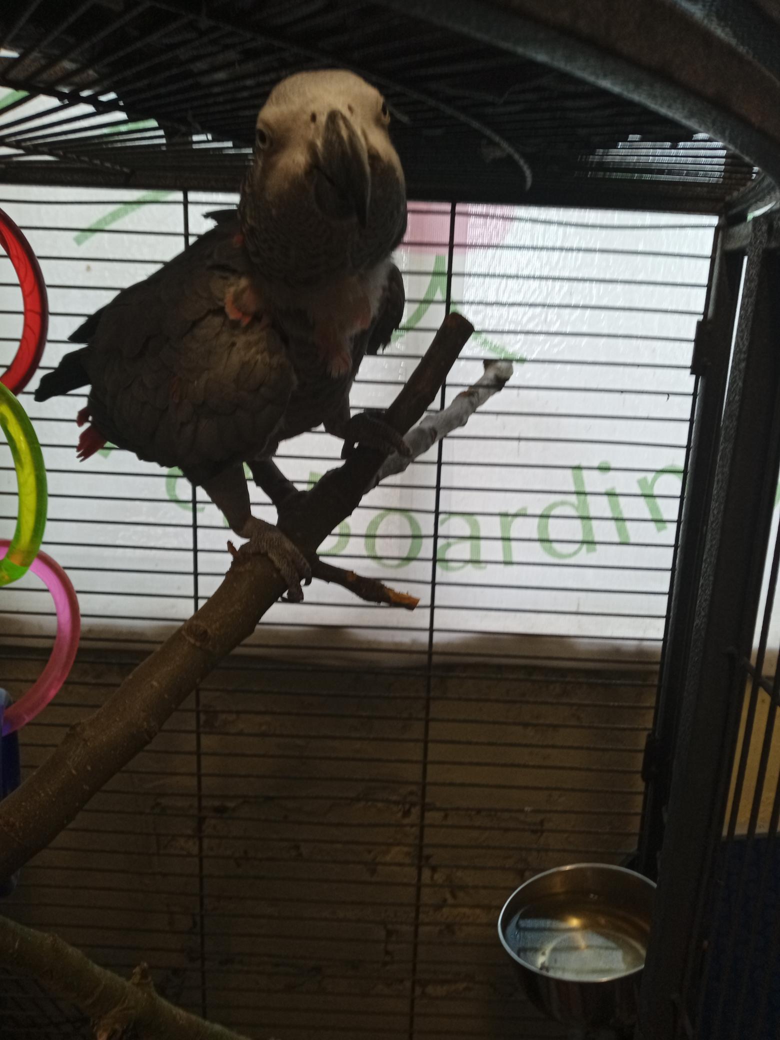 Gallery Oxford Small Pet Boarding